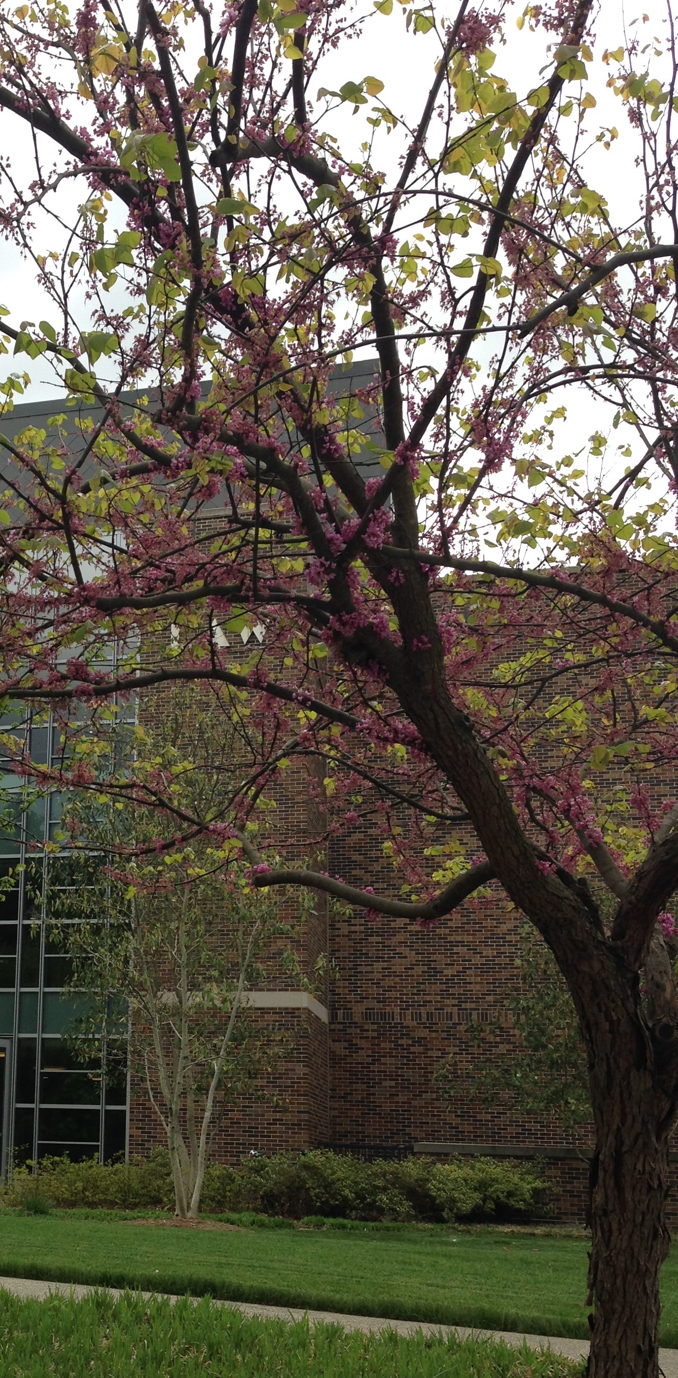 Tree at Duke Law School